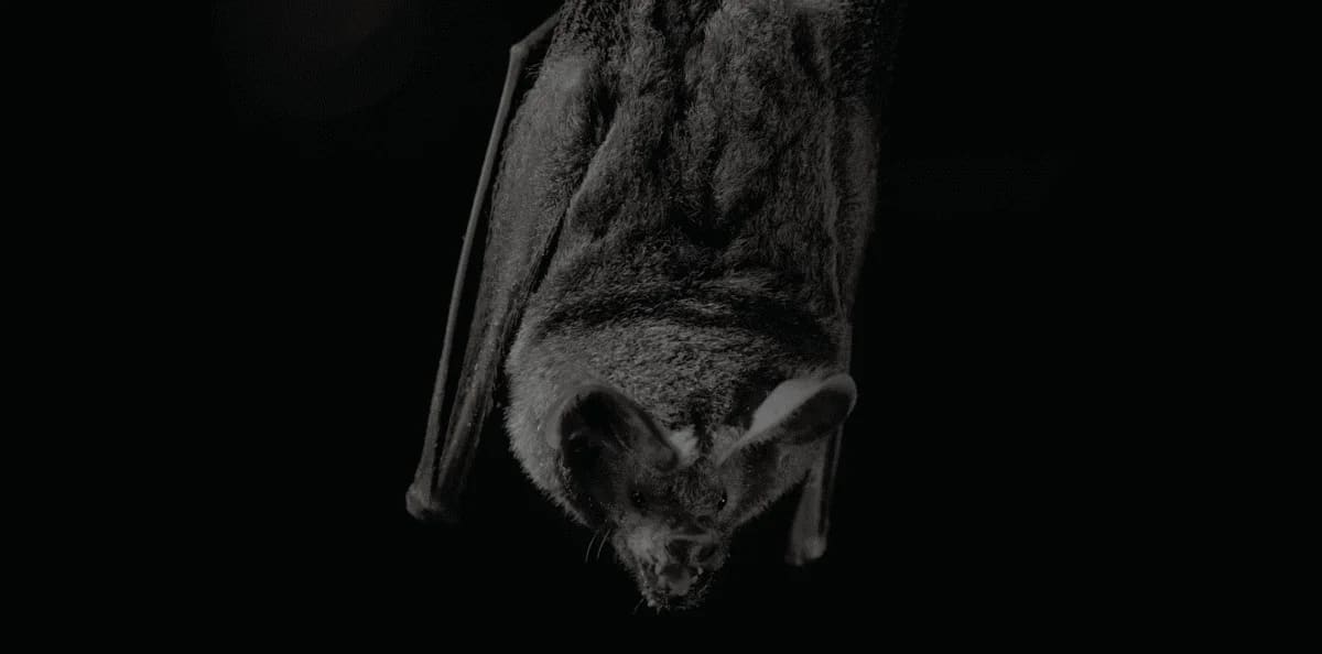 Un murciélago de labios con flecos responde a los cantos de apareamiento de una rana túngara en su hábitat natural.