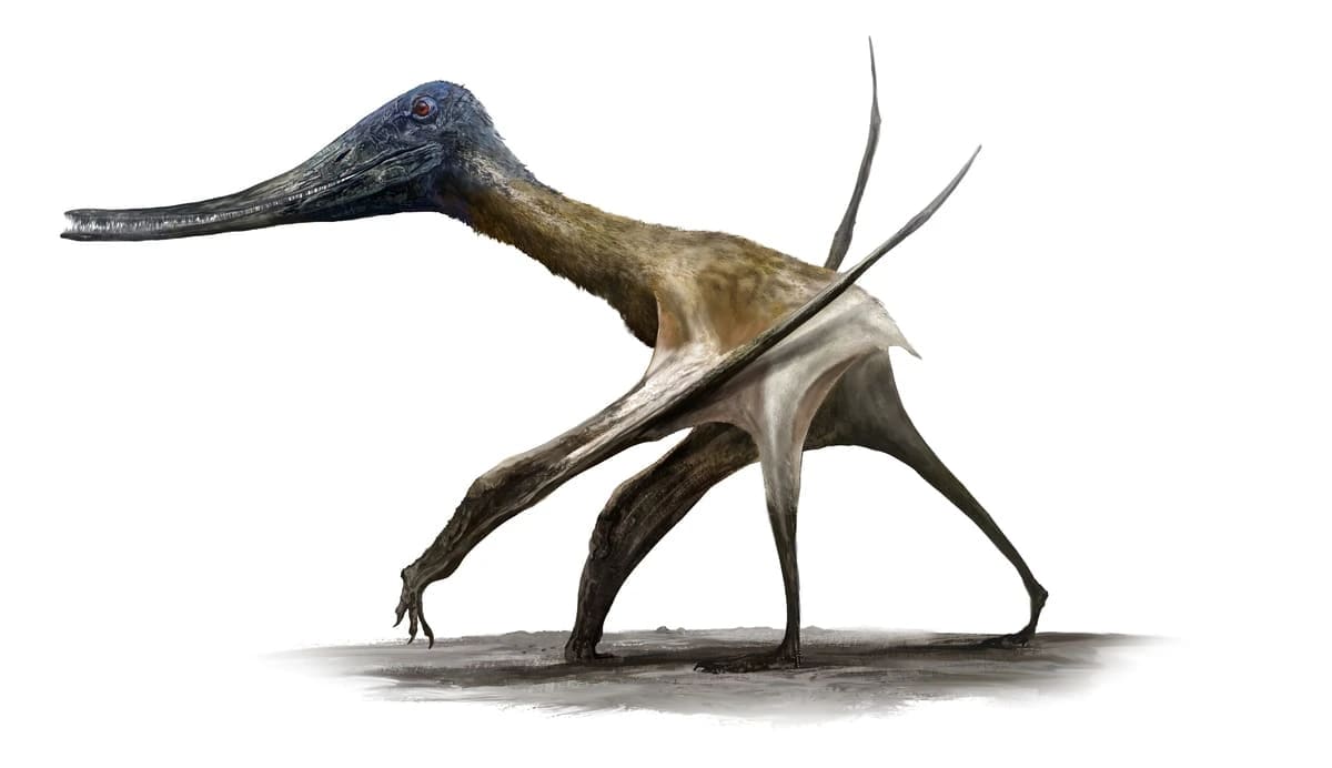 Reconstrucción en vida del pterosaurio Balaeonognathus
