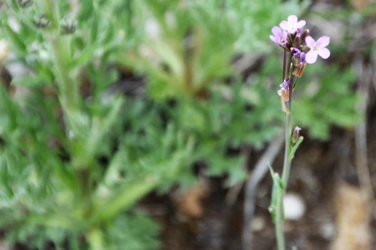 Planta de Boechera stricta en hábitat de montaña