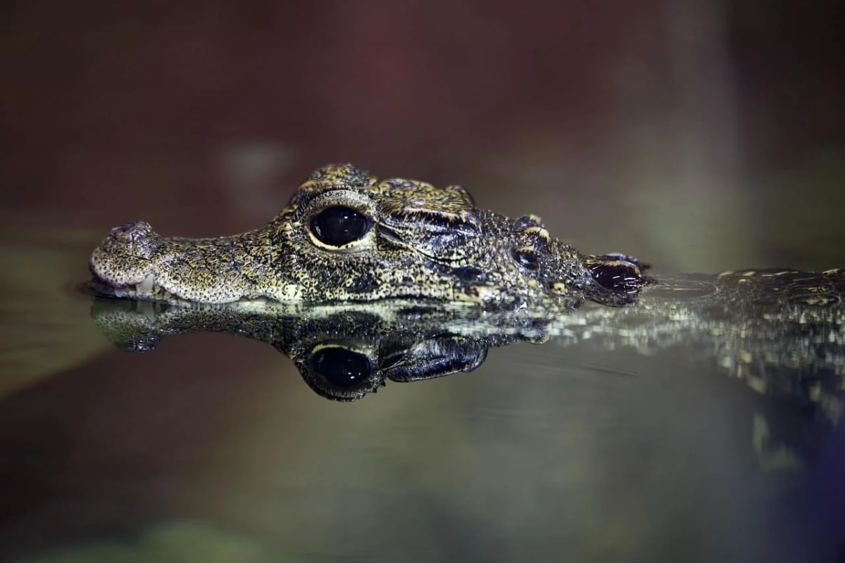 Cocodrilo sumergido en el agua, solo visible su cabeza y ojos
