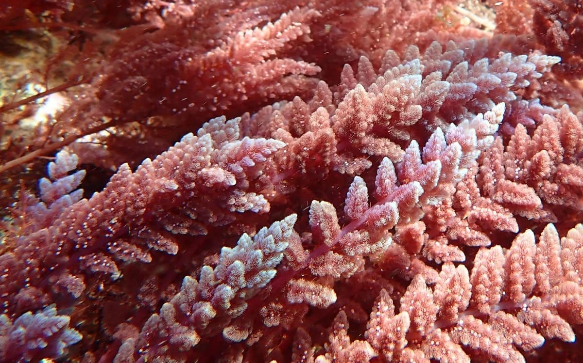 Puntas azules de Asparagopsis taxiformis como defensa química contra herbívoros