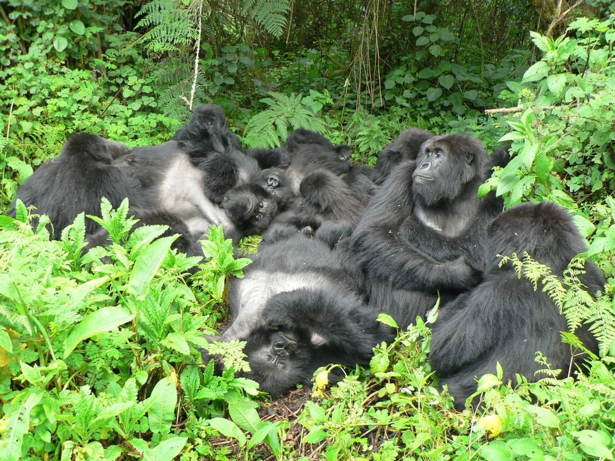 Gorilas de montaña descansando en grupo en el Parque Nacional de los Volcanes, Ruanda
