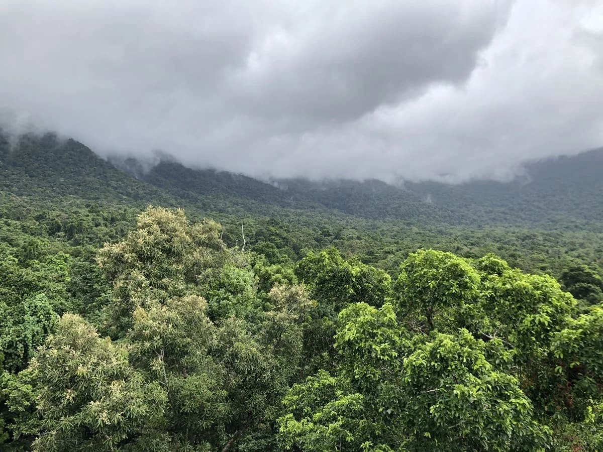 Bosque antiguo en la selva tropical de Daintree, Australia