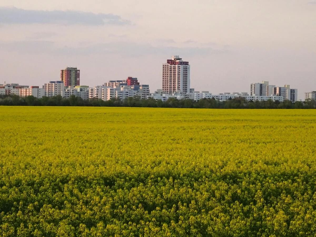 Campo de canola y colza cerca de una ciudad, mostrando la producción de alimentos para biocombustibles.