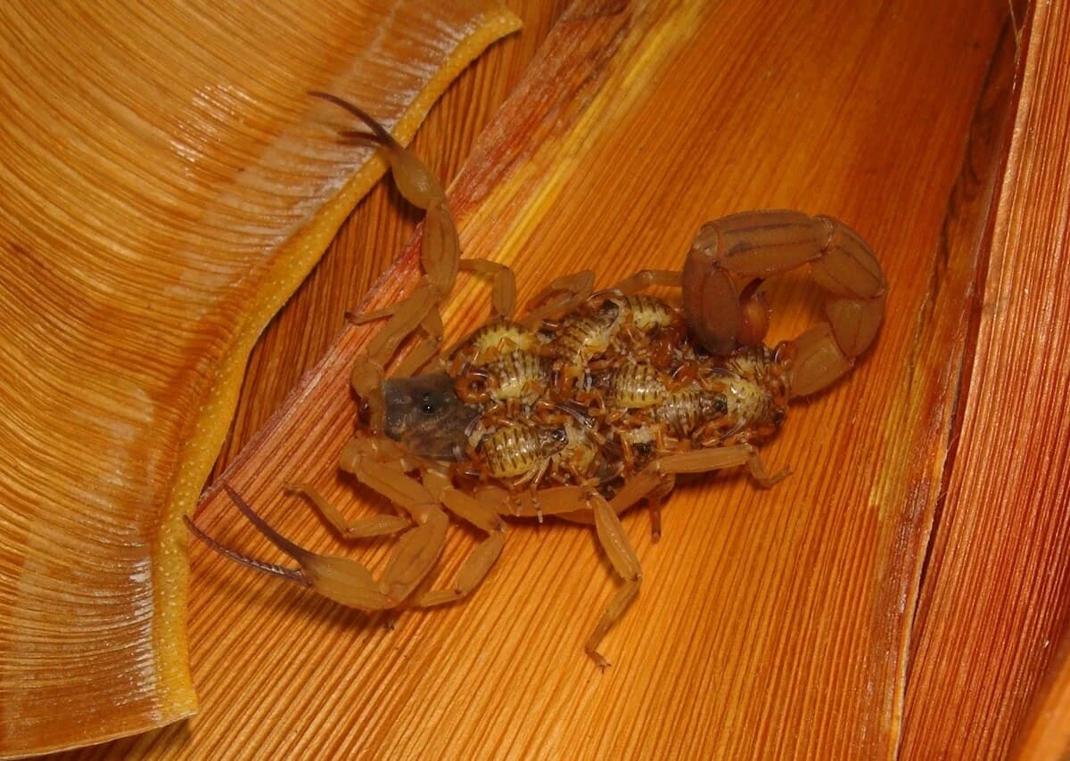 Escorpión Tityus serrulatus con crías sobre su lomo