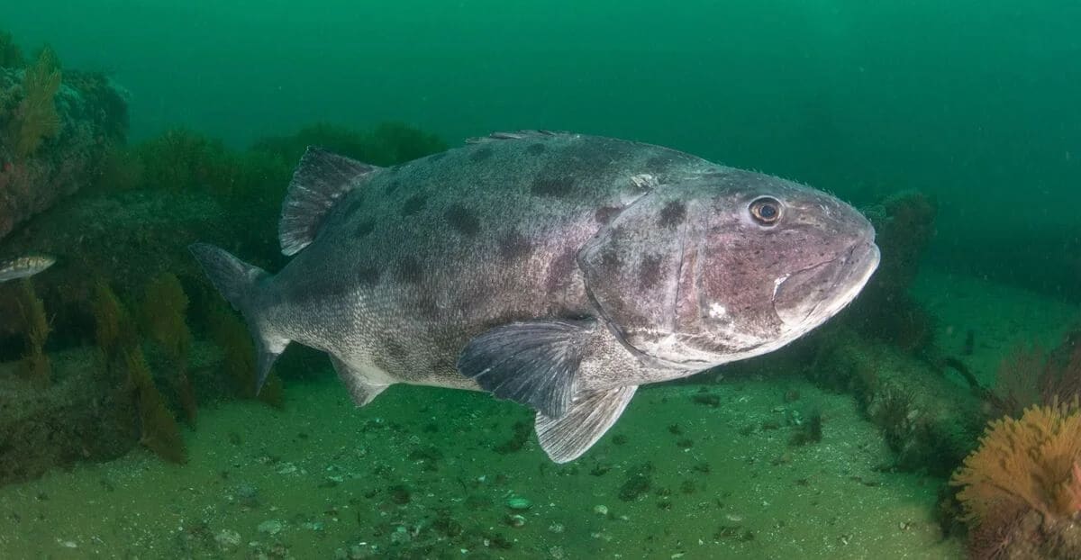 Recuperación lenta de la población de lubina gigante del sur de California