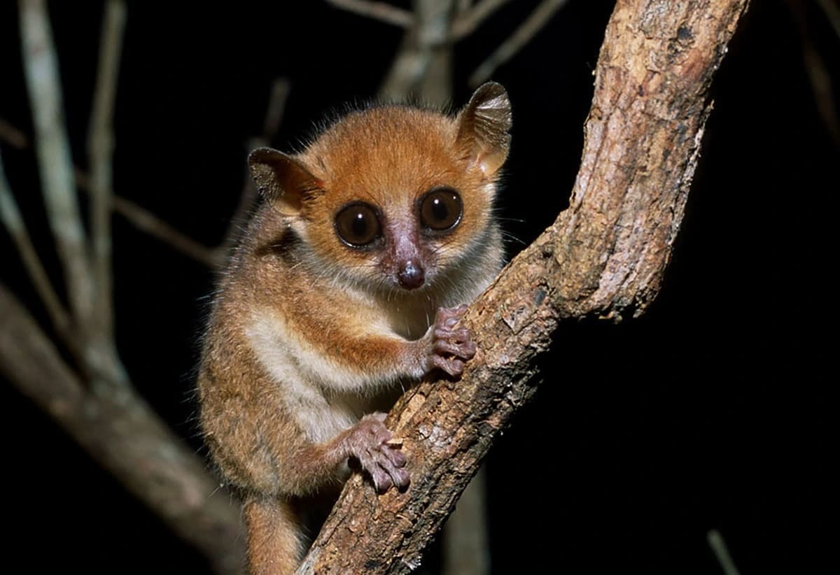 Lémur ratón de Madame Berthe aferrado a una rama en la noche, especie de primate más pequeña del mundo