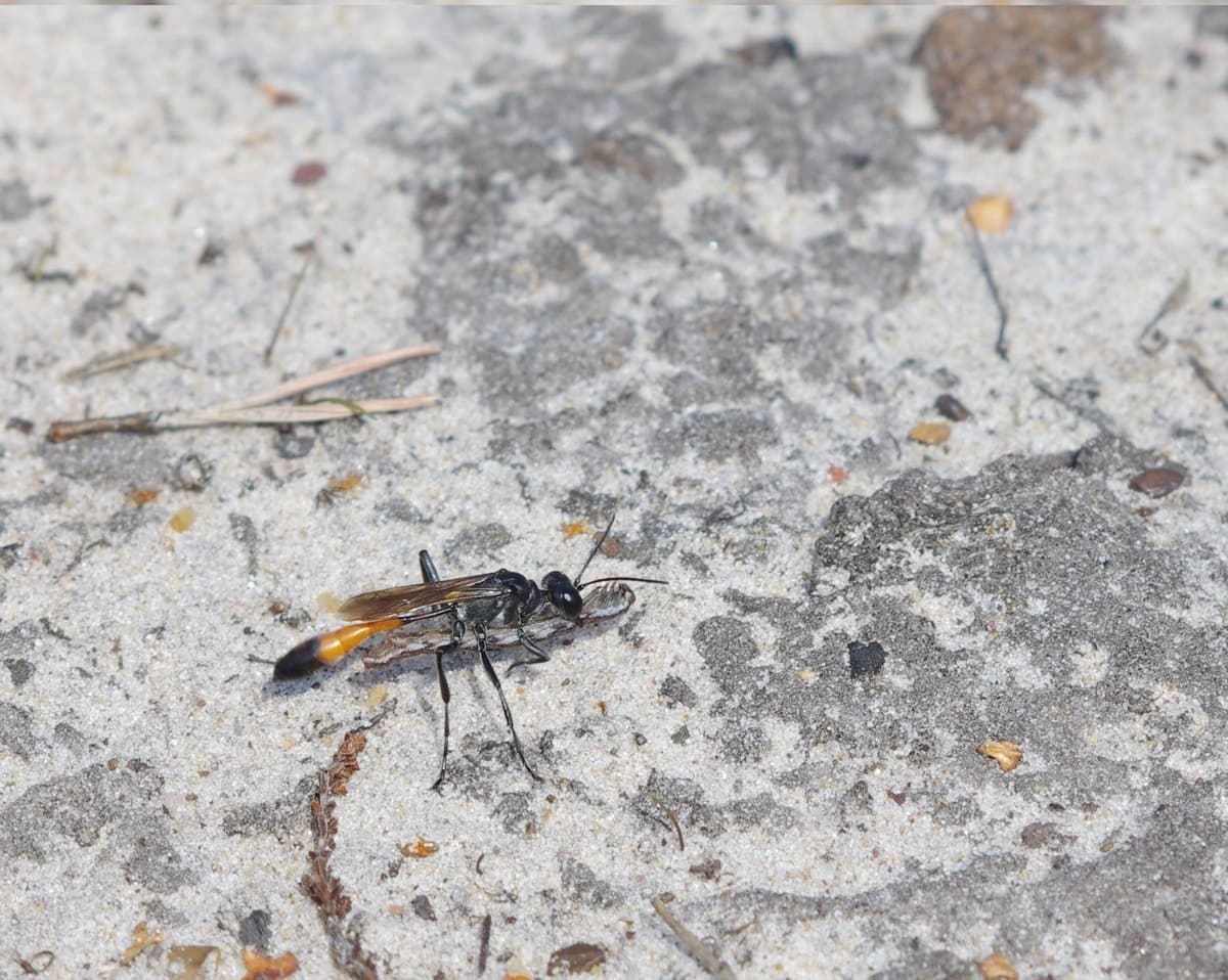 Avispa hembra transportando una oruga paralizada como presa