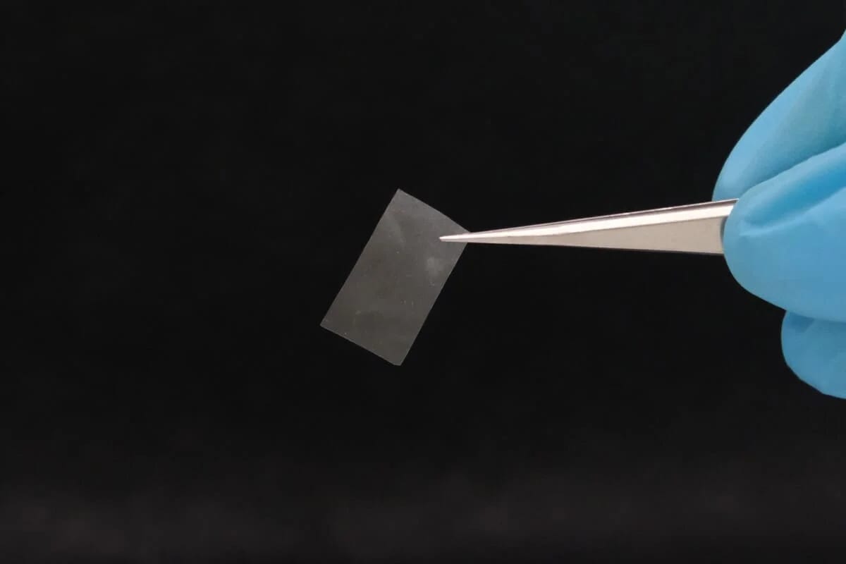 Película micelial translúcida