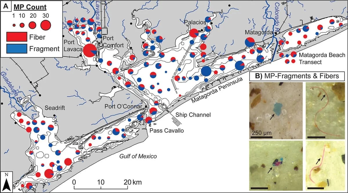 Mapa del sistema de la Bahía de Matagorda en Texas con círculos rojos y azules que indican la distribución de microplásticos