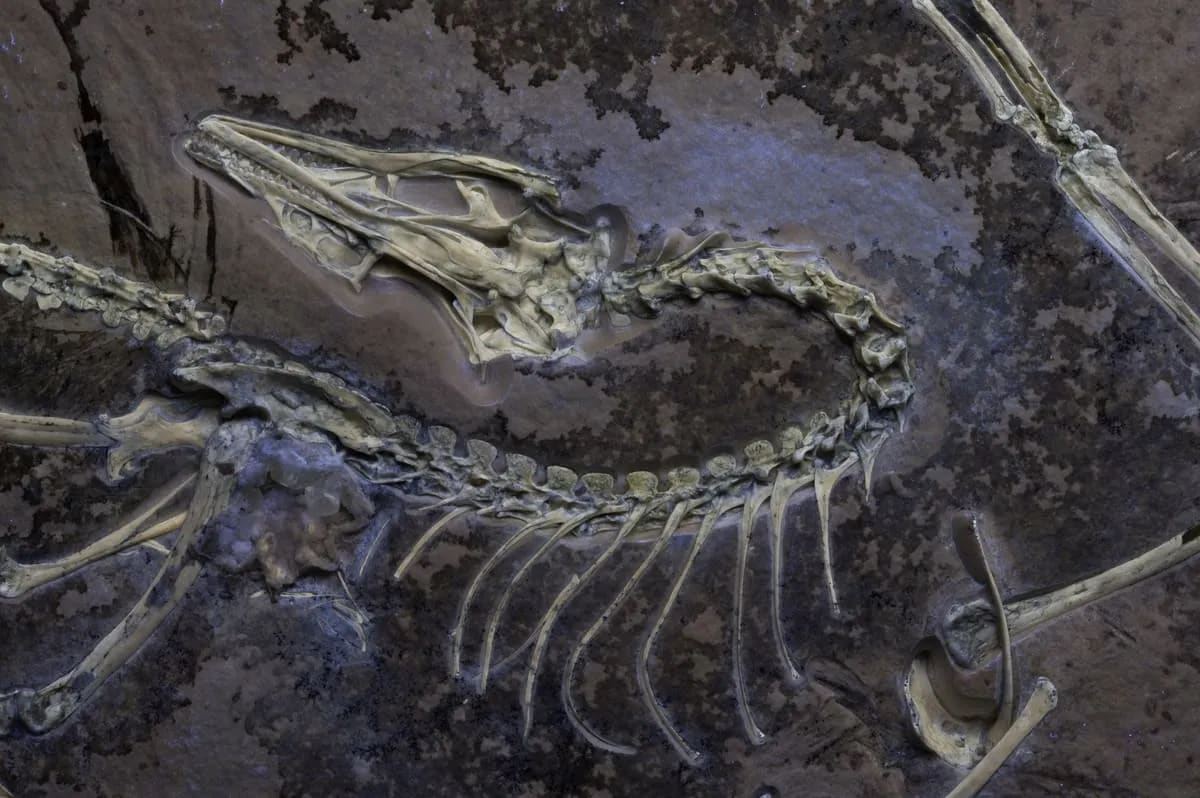 Fósil de Archaeopteryx