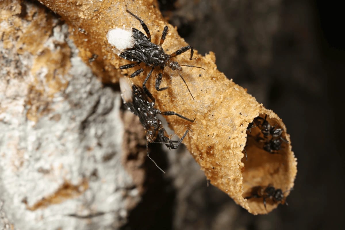 Chinche asesina Pahabengkakia piliceps