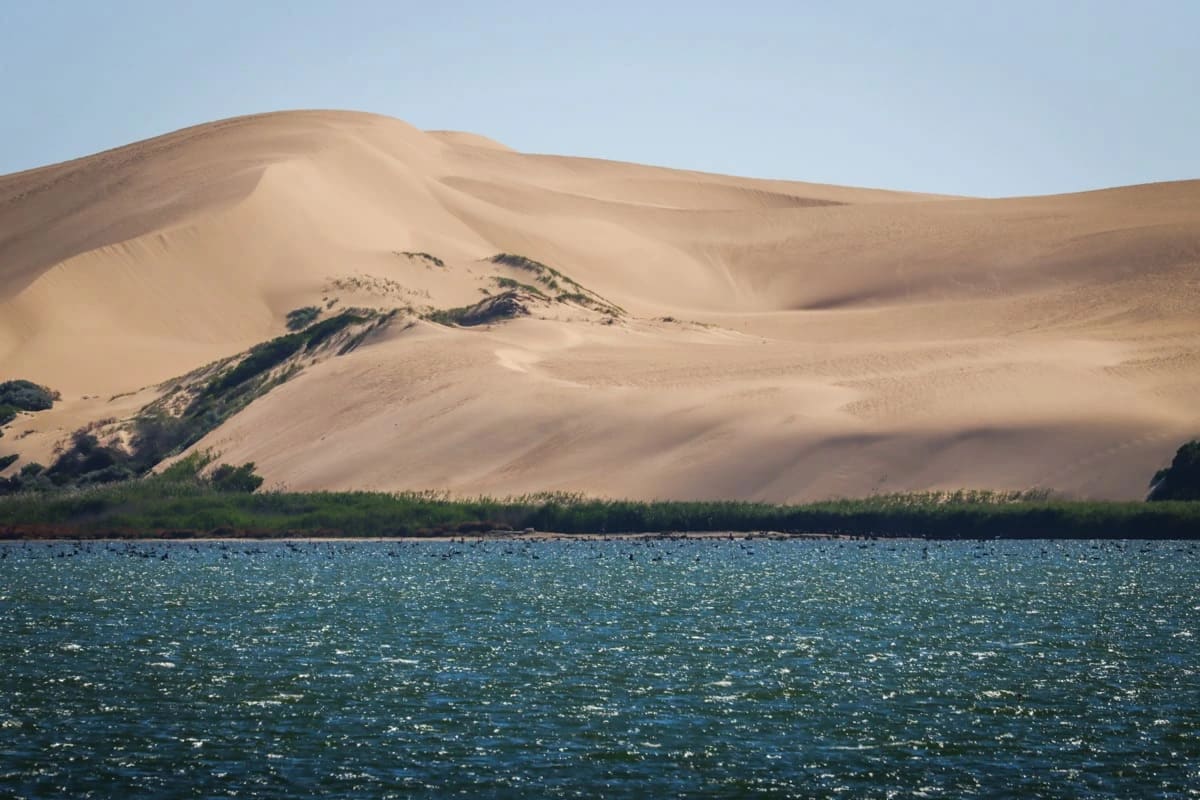Aves volando sobre la laguna de Coorong