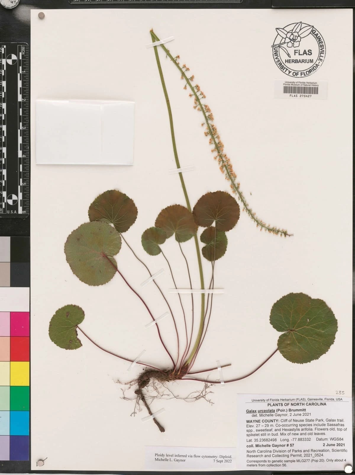 Ejemplar de Galax urceolata conservado en herbario, planta con hojas redondeadas y tallo floral largo