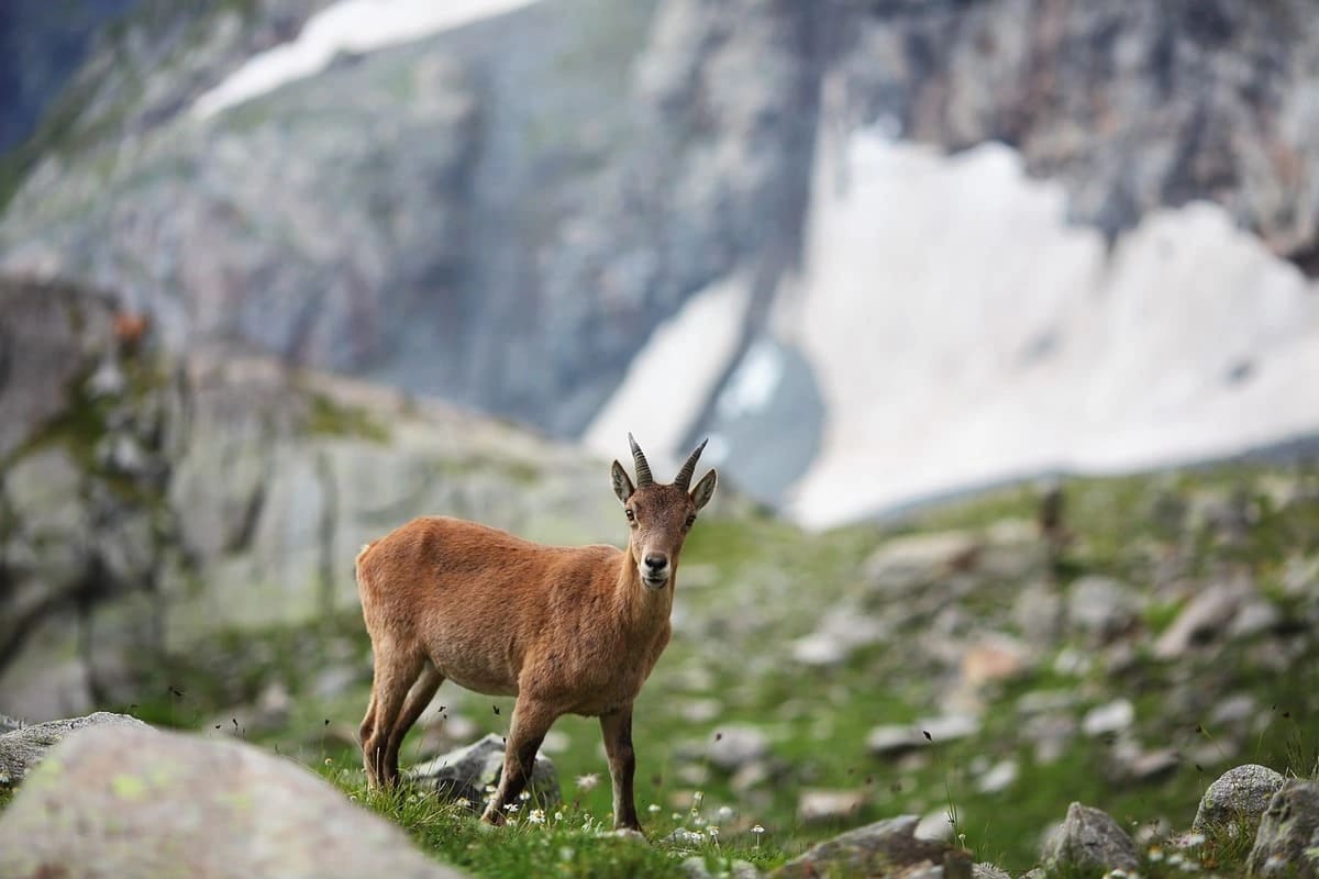 Cabra montesa en un ecosistema alpino