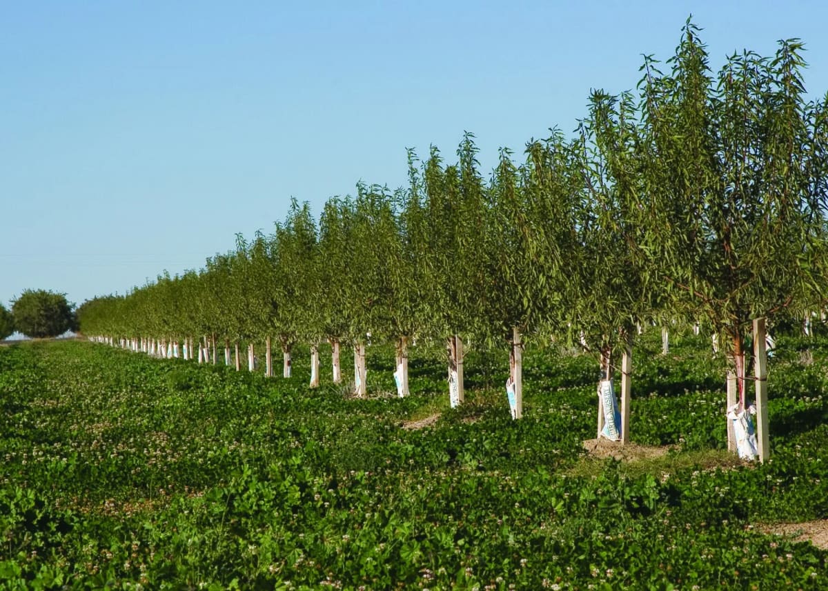 Cobertura vegetal entre almendros en California