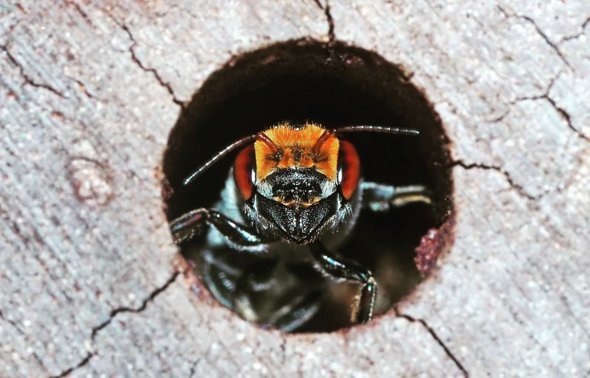 Abeja nativa australiana explora un refugio artificial para abejas