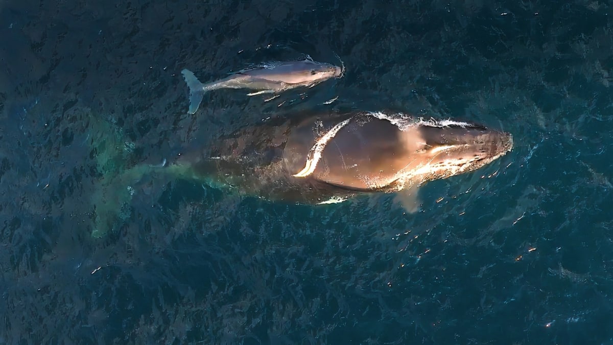Ballena jorobada adulta junto a su cría nadando en aguas cristalinas cerca de Kiama, Australia