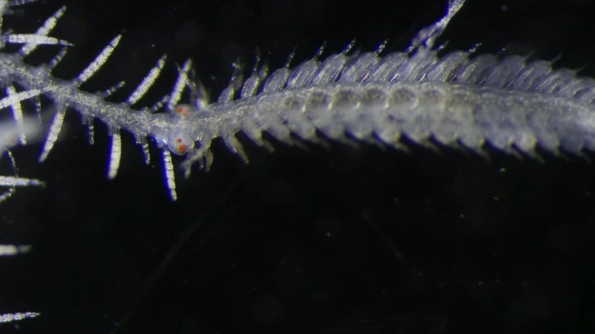 Macho robado de Ramisyllis kingghidorahi con ojos desarrollados