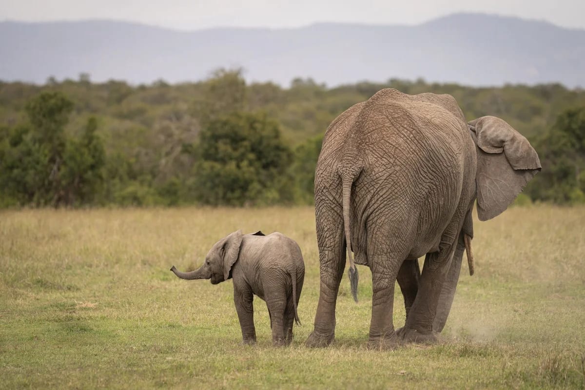 Elefante africano hembra con su cría en Kenia