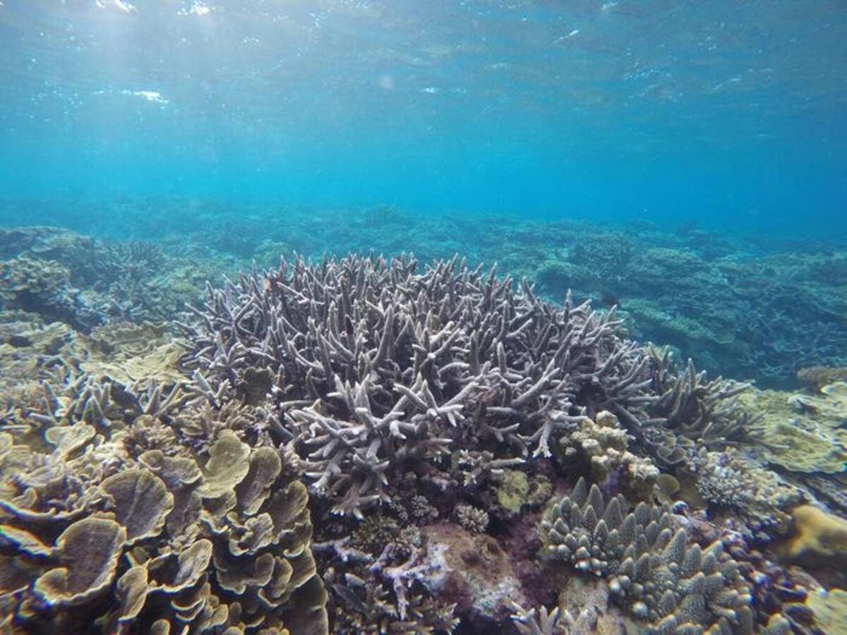 Arrecife de coral saludable en el Mar de China Meridional