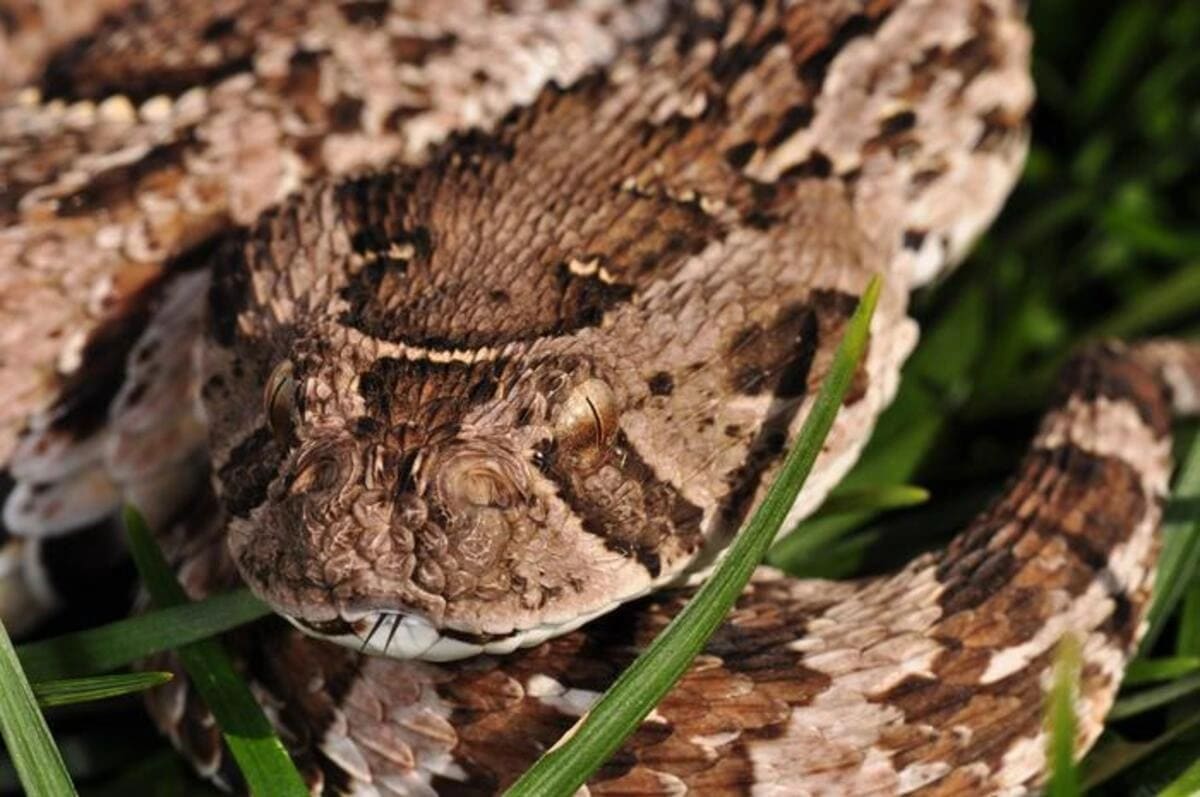 Víboras bufadoras en su hábitat natural de África