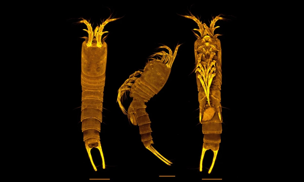 Detalle ampliado de tres perspectivas de Tetragoniceps bermudensis bajo microscopio confocal