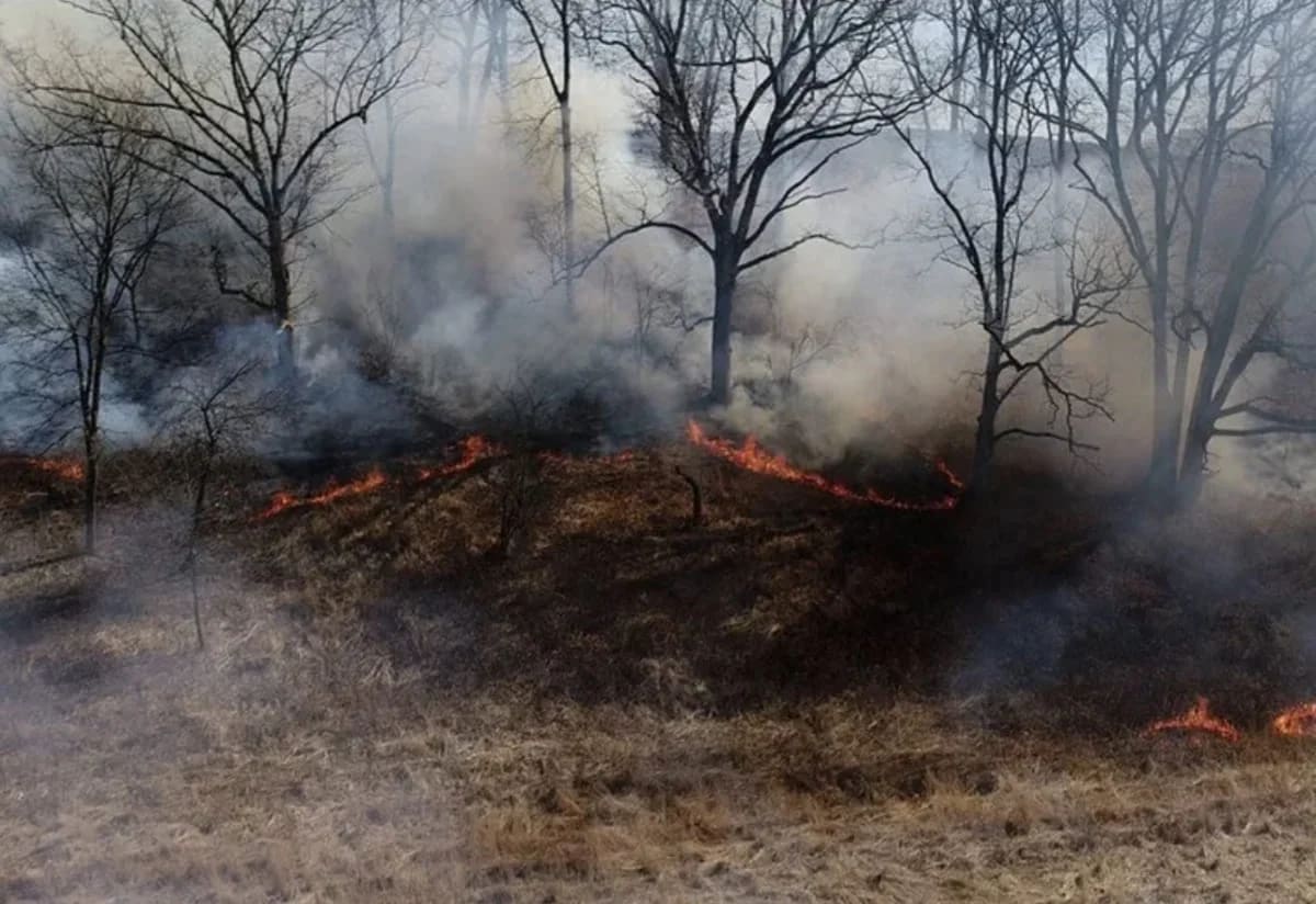 Paisaje forestal con predominancia de robles y hayas, resultado de prácticas de manejo con fuego por nativos americanos