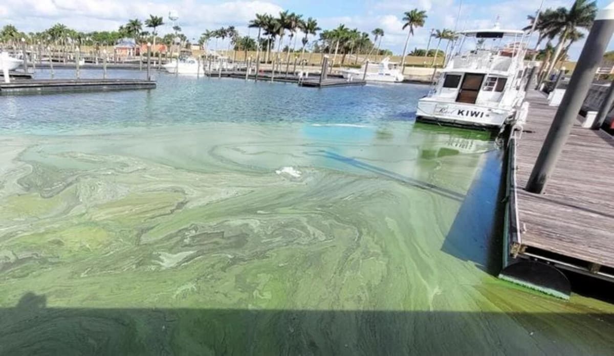 Floraciones de algas en cuerpos de agua de Florida, fenómeno en aumento que afecta al medioambiente y la economía local según la Universidad de Florida.
