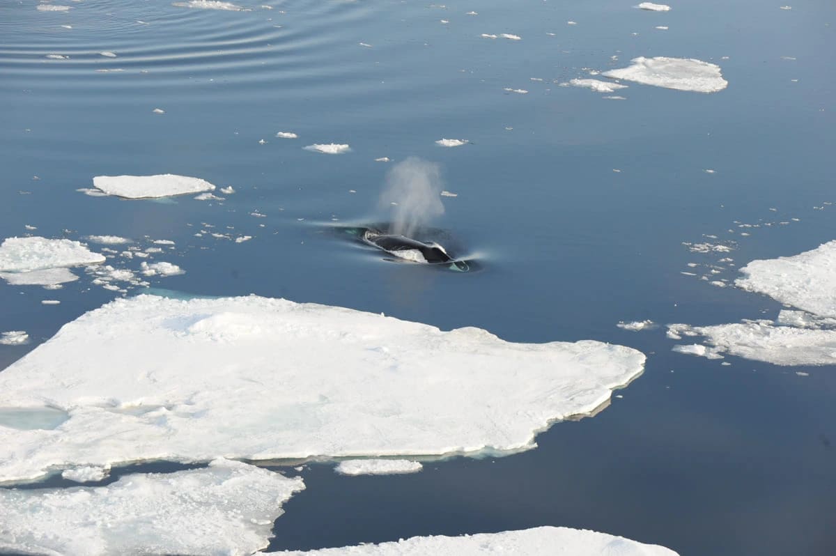 Ballena de Groenlandia nadando en aguas frías del Ártico.