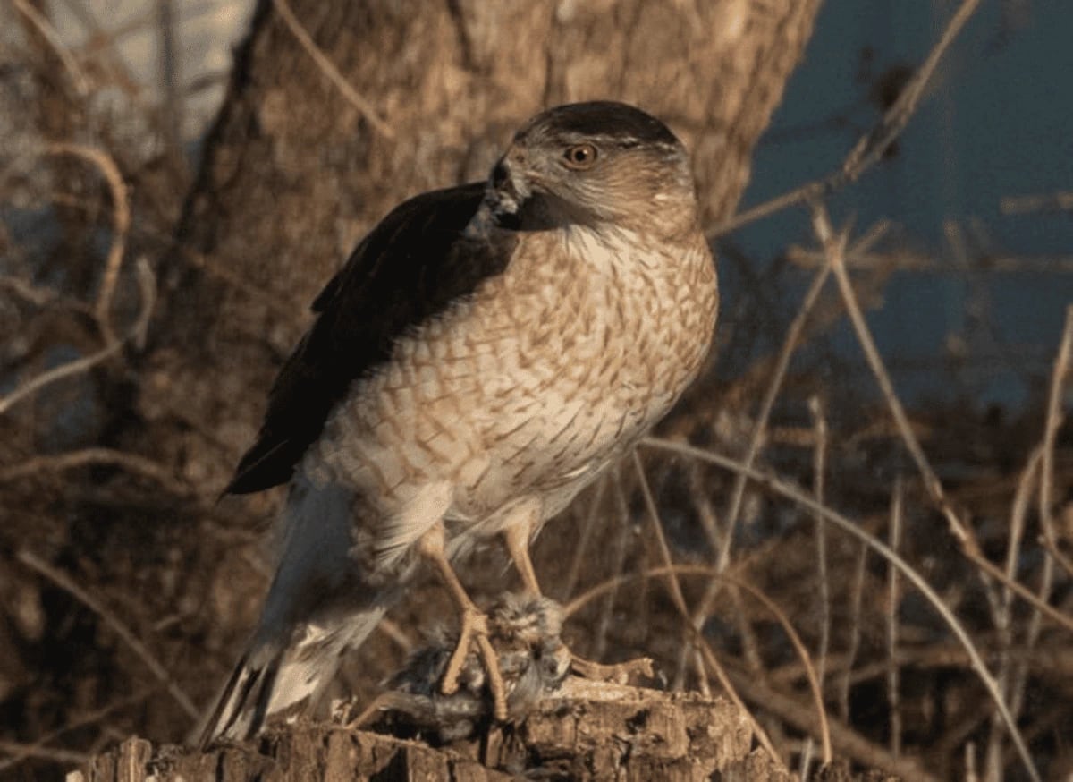Gavilán de Cooper adulto con su presa, un gorrión, tras una caza exitosa.