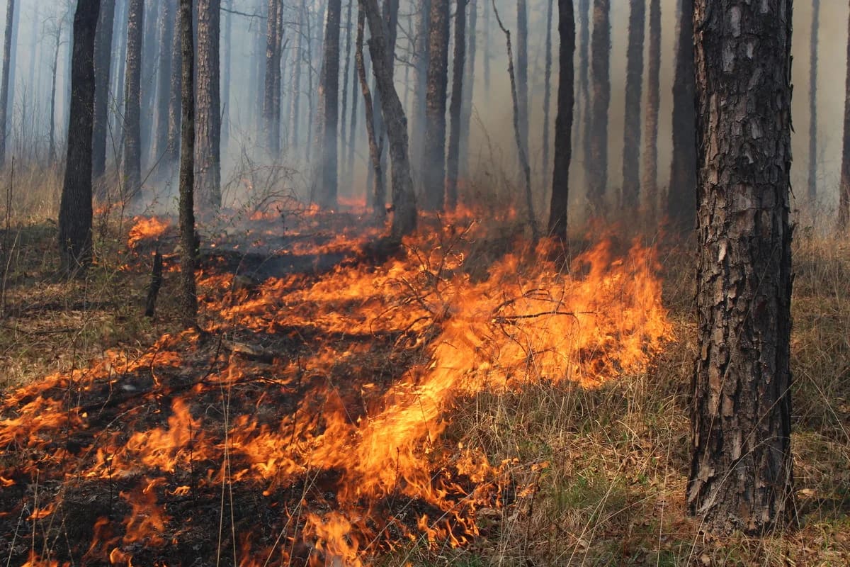 Quema prescrita en un bosque para mitigar riesgos de incendios forestales