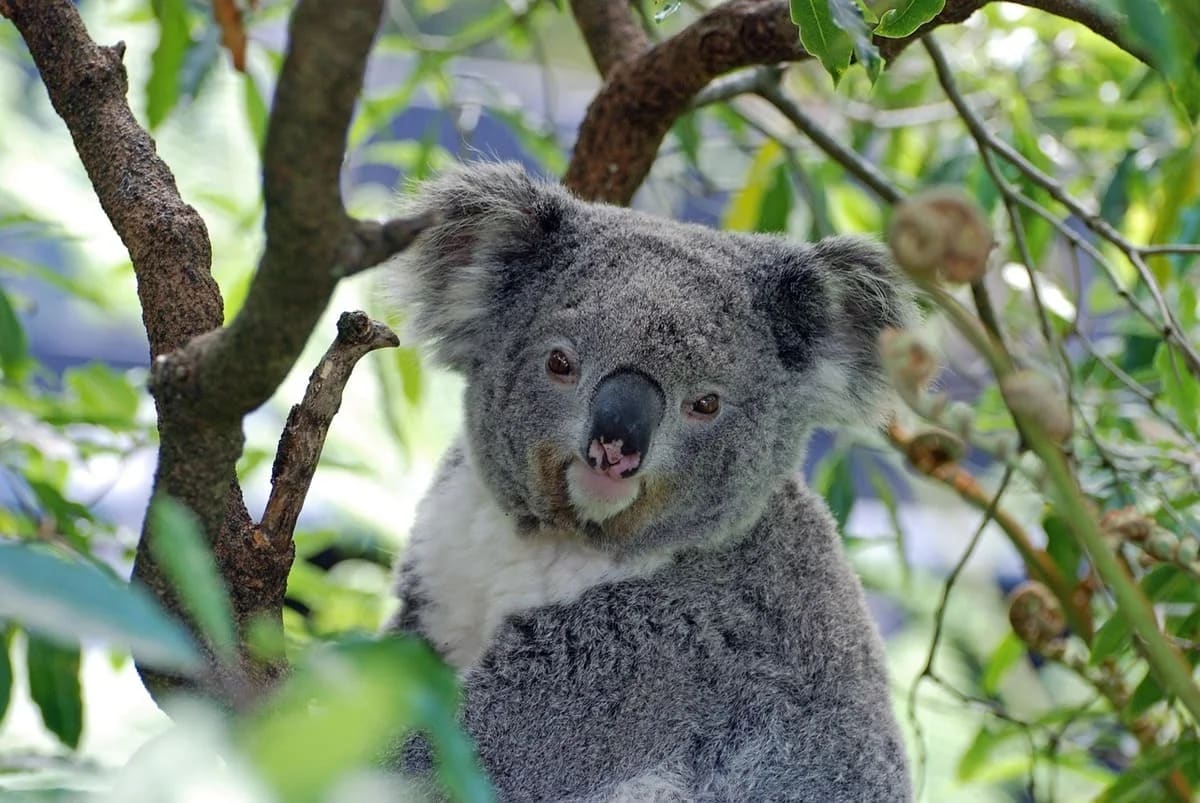 Koala en su hábitat natural, especie australiana vulnerable por la fragmentación de bosques y pérdida de hábitat