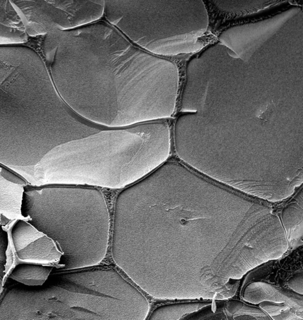 Venas de salmuera líquida rodeando cristales de hielo observadas al microscopio electrónico