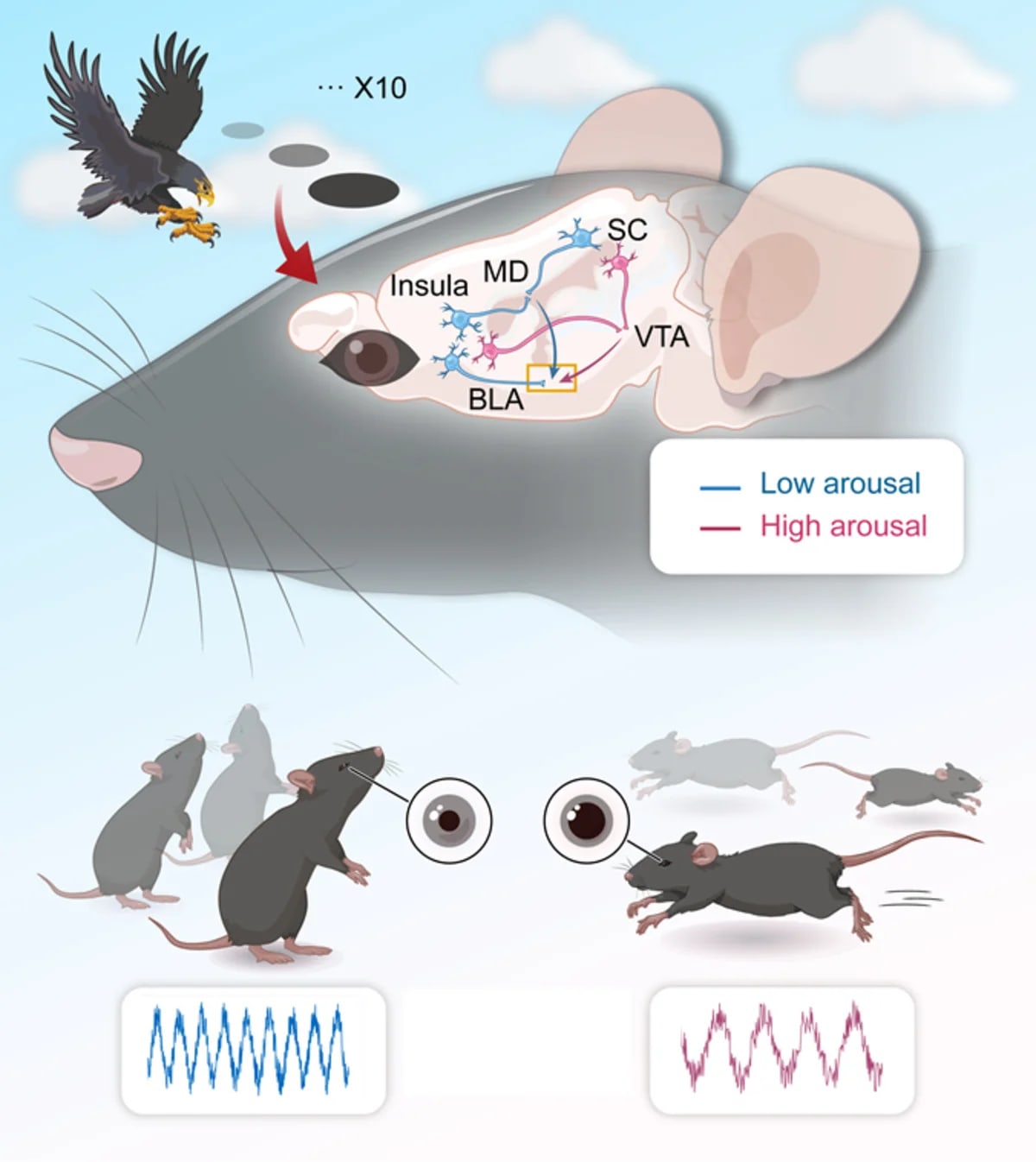 Esquema de circuitos neuronales del miedo en roedores