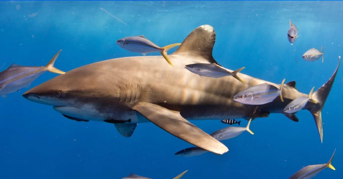 Tiburón oceánico de puntas blancas hembra alimentándose
