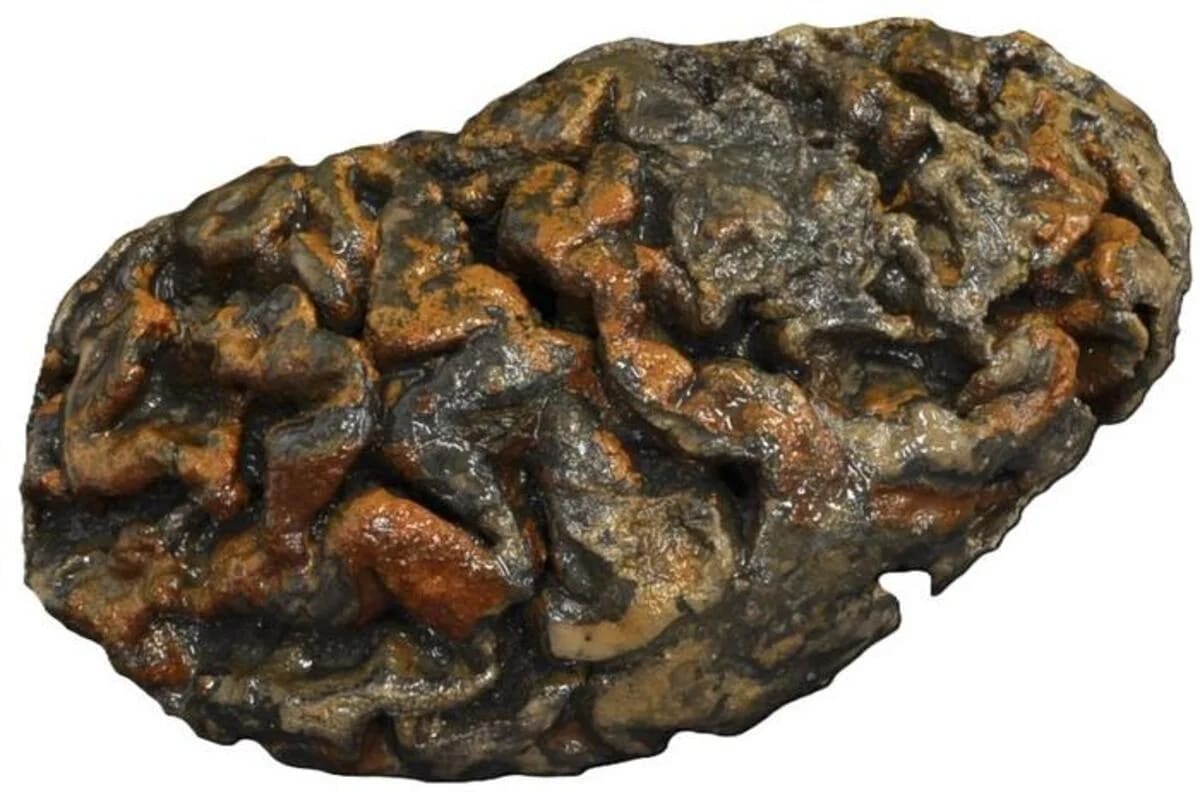 Hemisferio cerebral izquierdo teñido de rojo por óxidos de hierro, enterrado en Blackberry Hill, Bristol