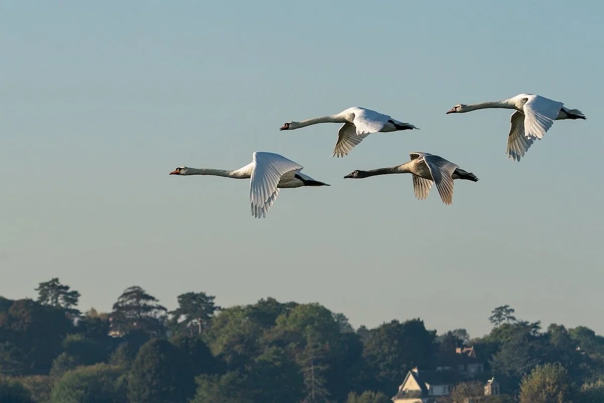 Cisnes migratorios