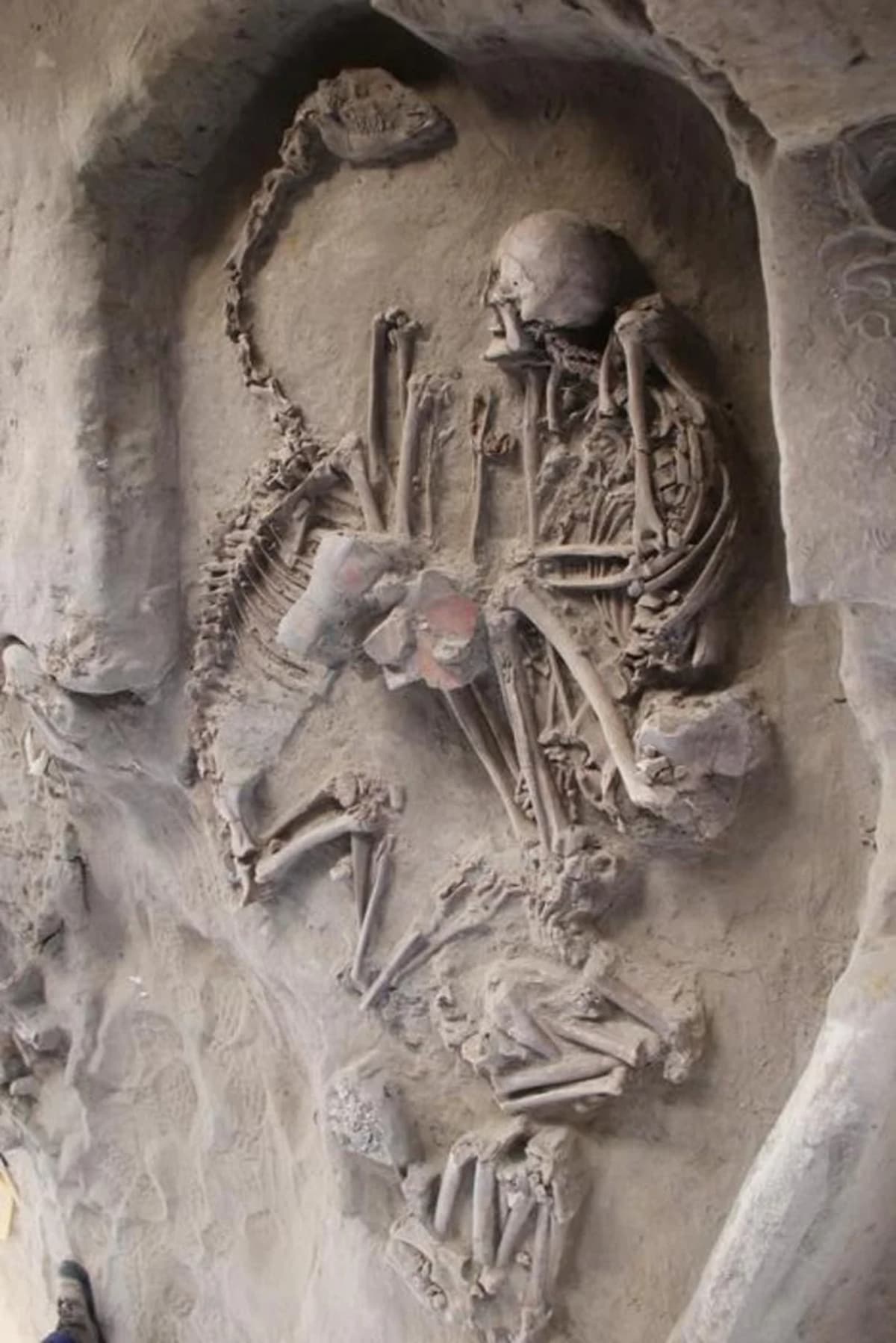 Camélido completo in situ asociado a restos humanos en el contexto funerario de El Olivar