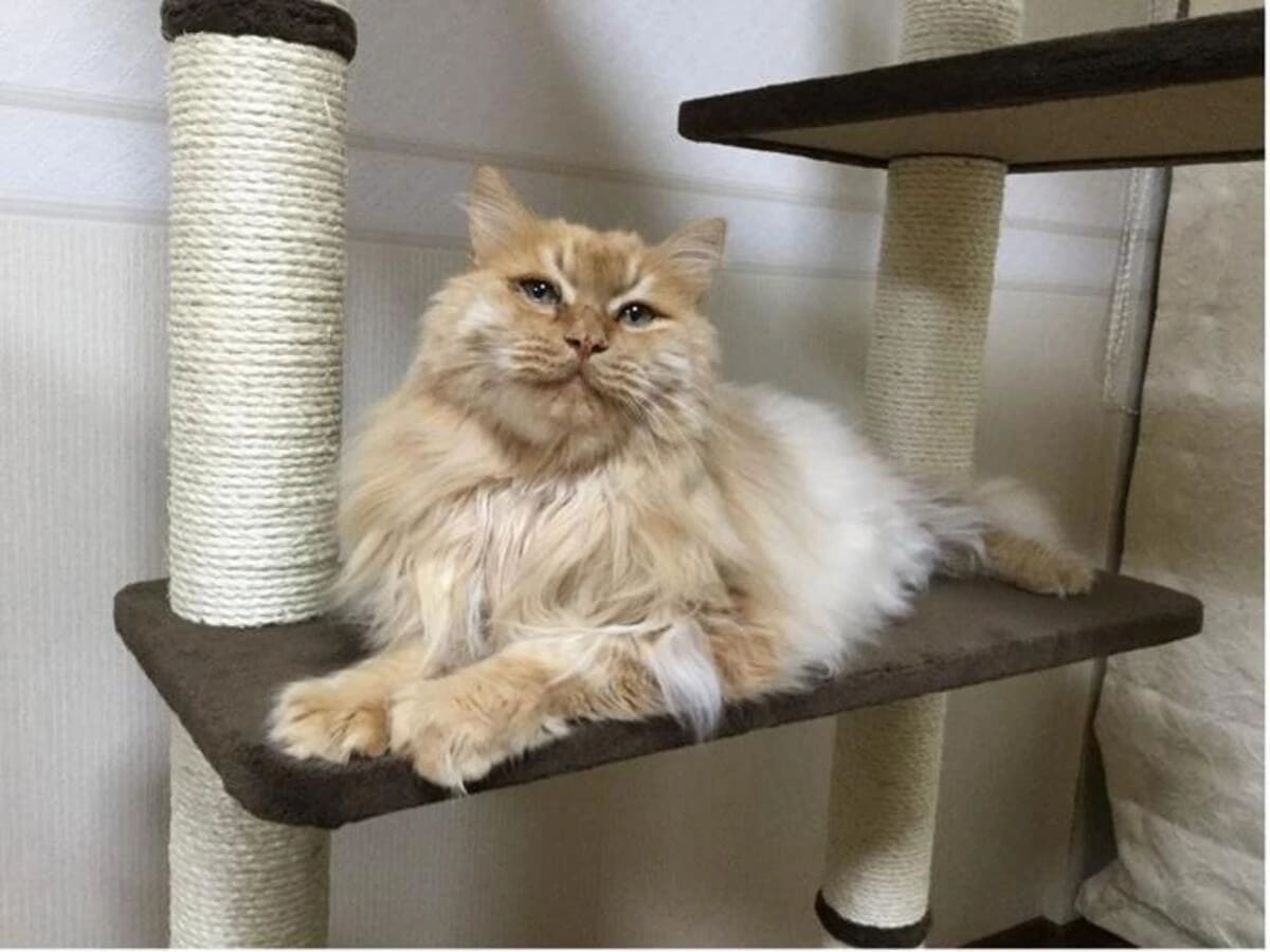 Gato doméstico fotografiado como parte de un estudio científico