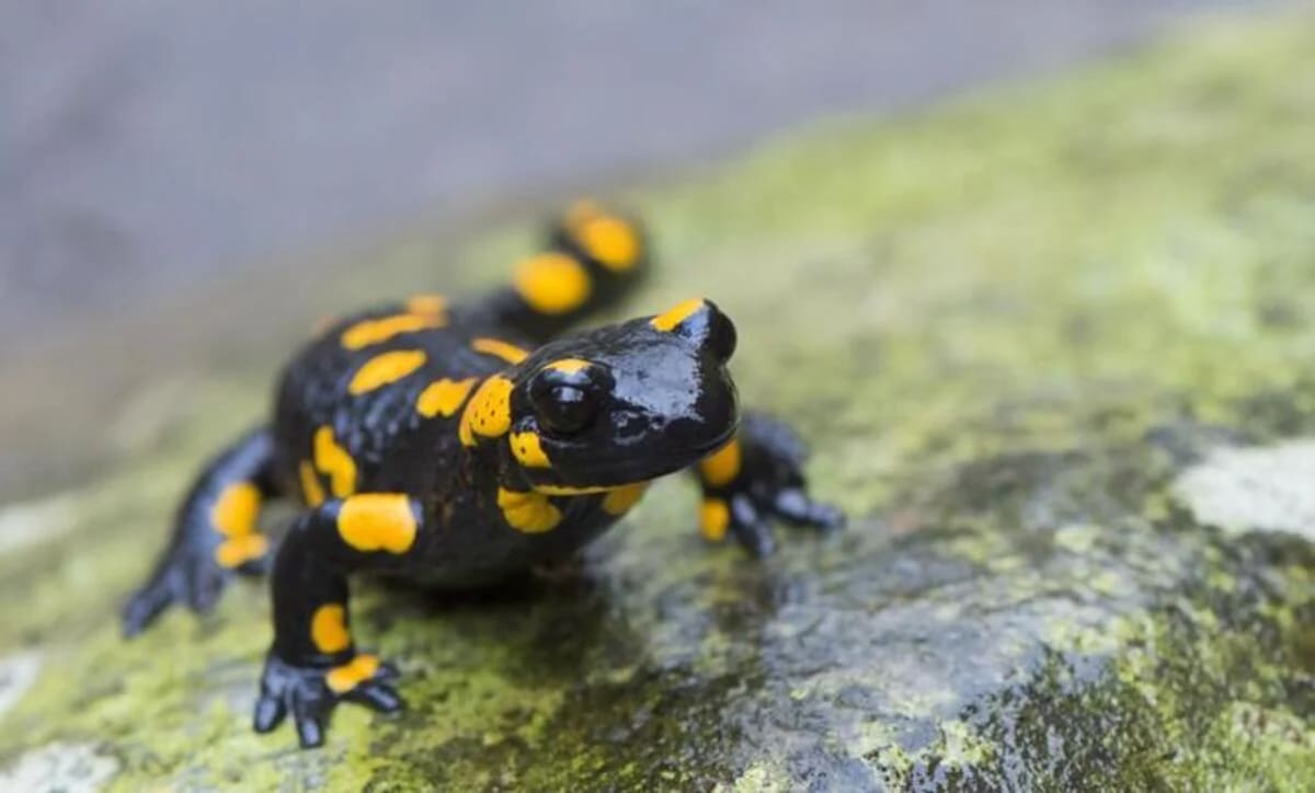 Salamandra común europea sobre un fondo húmedo y natural
