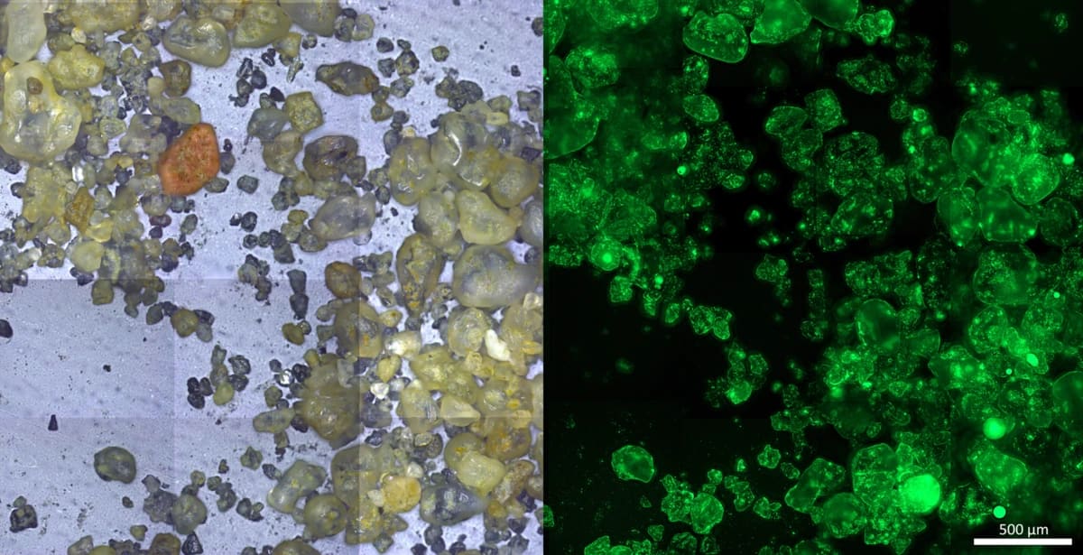 Granos de arena y puntos verdes bajo microscopio de fluorescencia