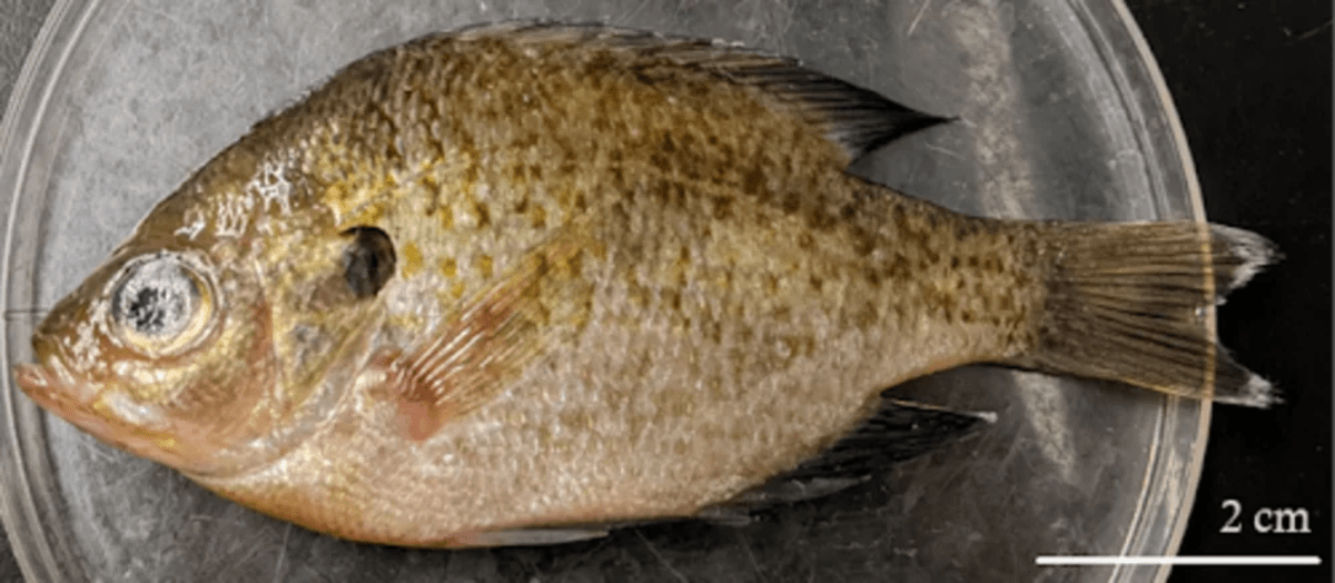 Pez luna colectado durante un estudio, portando miles de larvas de parásitos trematodos infecciosos en su organismo