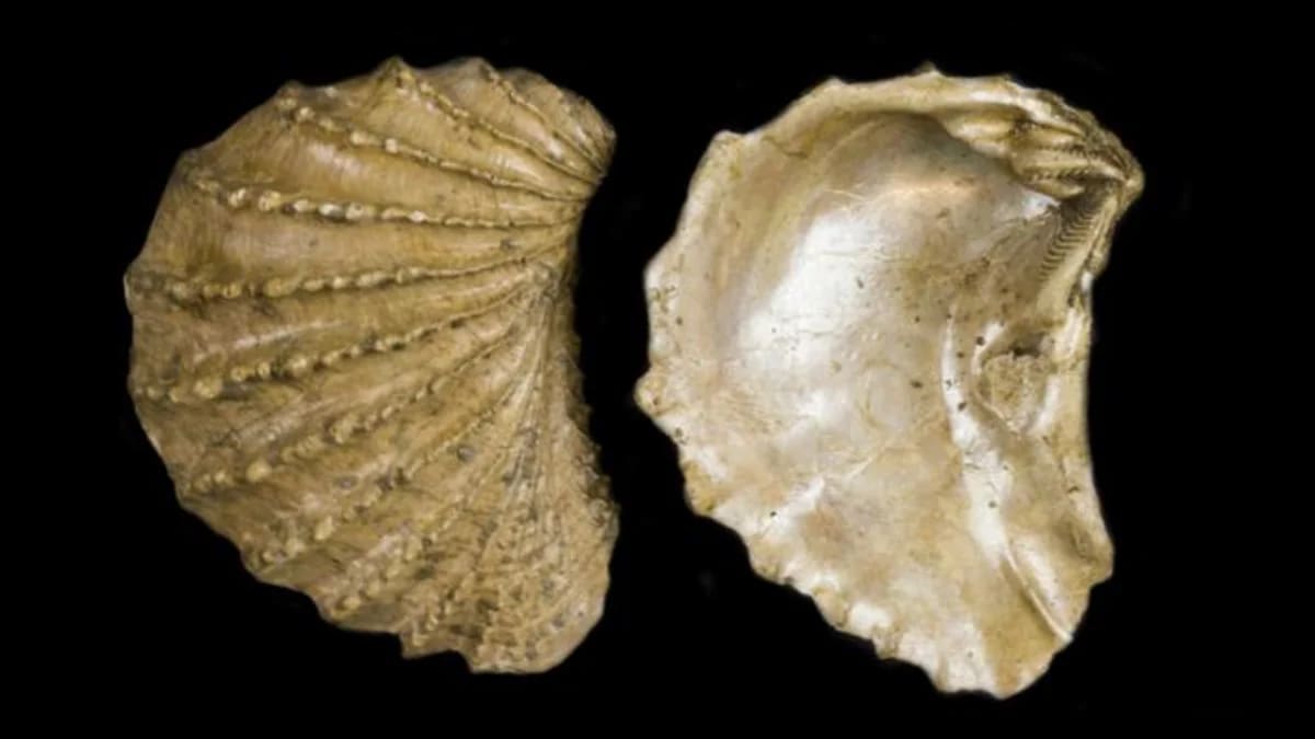 Representación de un linaje antiguo de especies marinas del Cretácico, con especies actuales en las costas de Australia.