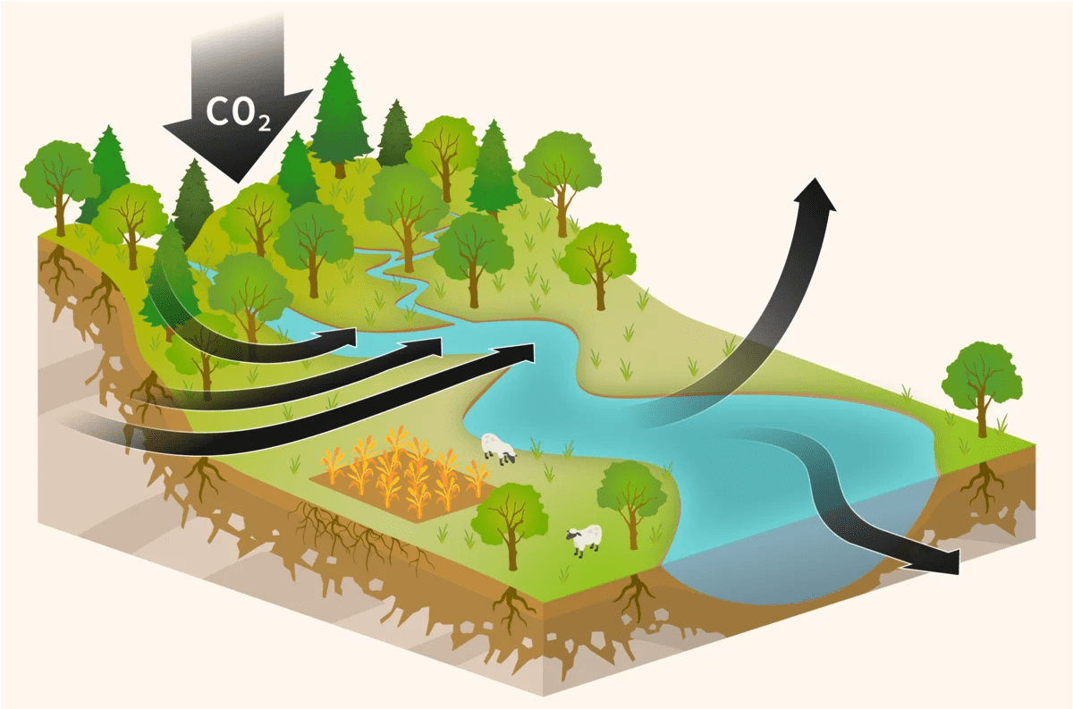 Esquema del ciclo global del carbono, mostrando la absorción y liberación de CO₂ por plantas y ríos