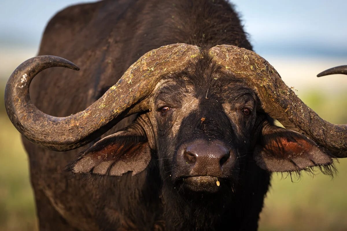 Búfalo africano Syncerus caffer en Tanzania, primer plano, cuernos robustos
