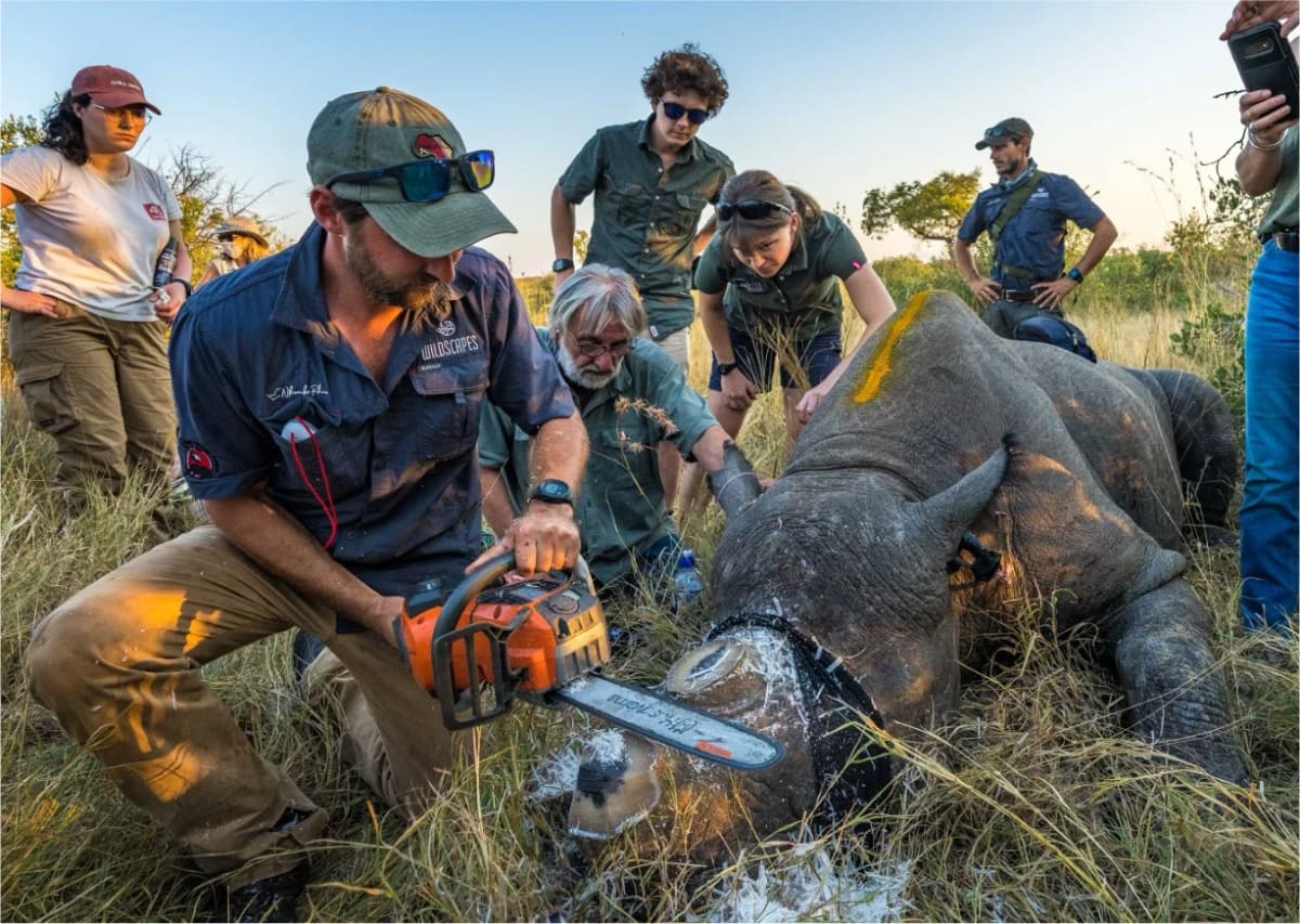Rinoceronte blanco sin cuerno tras procedimiento de descornado en la región de Kruger