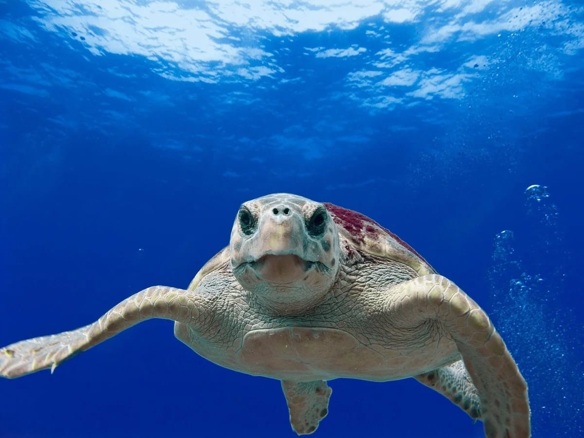 Tortuga boba en aguas del Mediterráneo