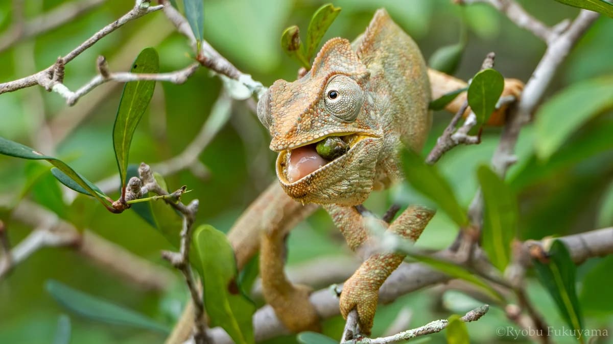 Camaleón gigante malgache comiendo fruta en Madagascar