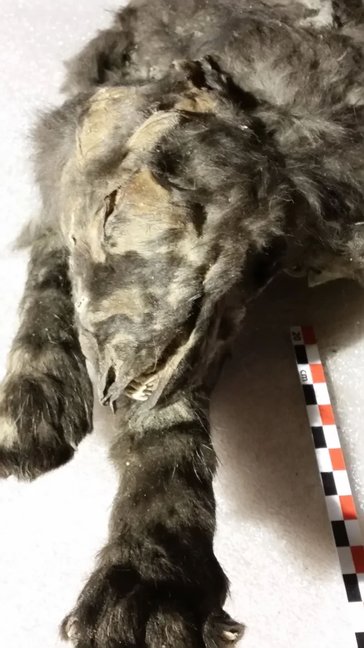 Cachorro de lobo prehistórico encontrado en excavaciones arqueológicas cerca de Tumat